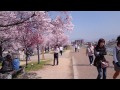 【4k】大阪狭山市の狭山池の桜