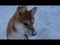 【柴犬】いちごとみるくのスローライフ　雪まみれの柴犬がかわいい　 柴犬 柴犬の日常