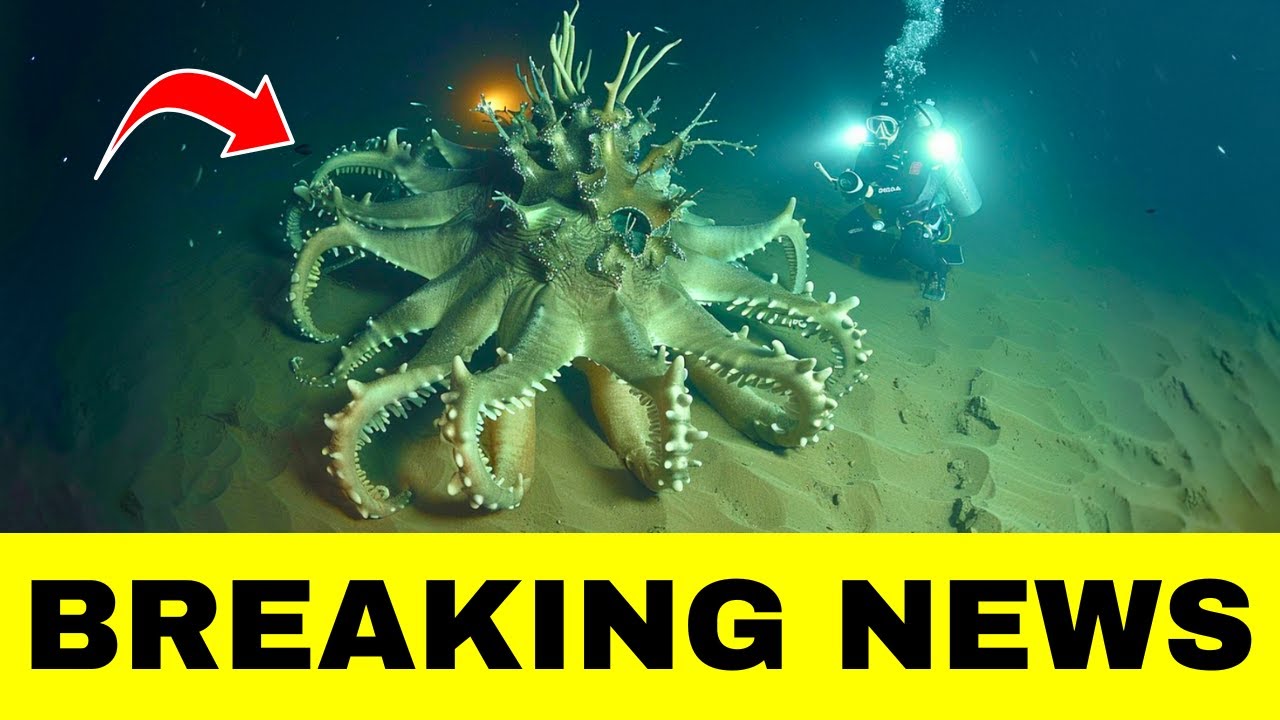 Scariest Deep Sea Creature Discovered By Divers It Could Be The Ocean