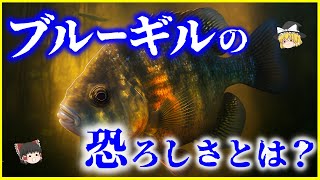 【ゆっくり解説】近年減少傾向⁉「ブルーギル」の恐ろしさとは？を解説/遺伝子を書き換えで根絶へ？持ち込まれた経緯も