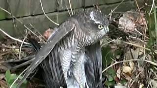 【動物の捕食】鳥類の戦い、捕食、攻撃、弱肉強食の世界！衝撃映像！