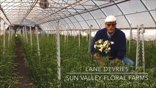 Sun Valley Freesia is Back