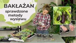 Bakłażan, oberżyna - sprawdzone metody wysiewu. Jak i kiedy wysiać bakłażana?