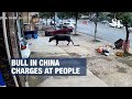 Rampaging bull charges at people in China’s Hunan province