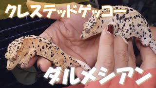 【生体紹介】我が家のダルメシアンクレステッドゲッコー達