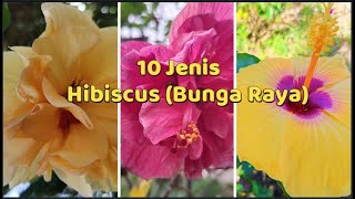 10 Jenis Bunga Raya | Hibiscus