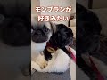 まったりするパグ shorts puppy pug dog パグ 犬のいる生活 いやし 癒し モンティラパグパグ