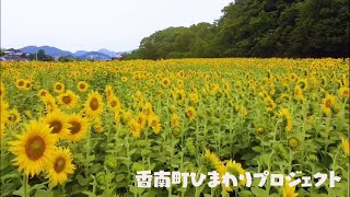 香南町ひまわりプロジェクト　種まき編