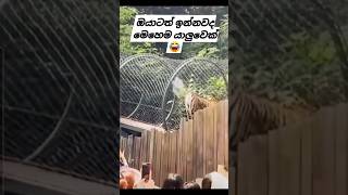 කවුද බං මේ පඩින්නේ 😹😅 #viralvideo #trending #srilanka #kotuwepodihamuduruwo