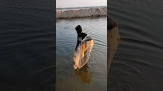 வீச்சு வலை விசி பிடித்த நெத்திலி மீன் | net fishing #netfishing #villagefishing #riverfishing #shots