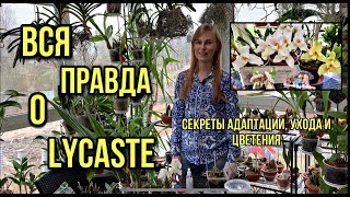 Вся правда об орхидеи Lycaste