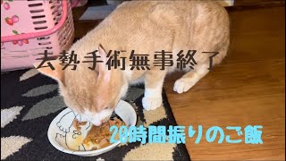 【保護猫さん】トロちゃん去勢手術無事に終わりました