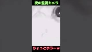 監視カメラに映った猫