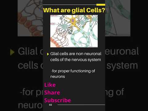 Which type of Neuroglia would increase in number in the brain tissue of a person with a CNS infection?