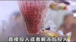 觀賞魚喂食紅蟲的3種方式，您是哪一種？#水族#養魚