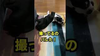 撮ってるのが分かると照れるボストンテリア