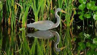 Snowy Egret And A Tricolored Heron Beautiful Birds.