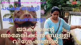 അമേരിക്കൻ ബുള്ളി എന്ന അടിപ്പൊളി പെറ്റിനെ പരിചയപ്പെട്ടാലൊ ആദുമോനു വാങ്ങി കൊടുത്താലൊ