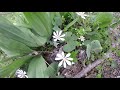 bloodroot identification video sanguinaria canadensis