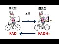 【糖代謝】解糖系・クエン酸回路・電子伝達系