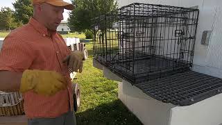 Homing Pigeons in Bird Dog Training   Collecting your Birds