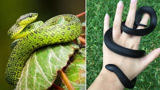 10 Terrifyingly Beautiful Snakes In The World