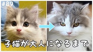 【祝１歳】生後50日の子猫が大人になるまでを、ギュギュ〜っと10分にまとめてみました！