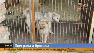 Волонтеры спасли двух собак, которых хозяева бросили на дороге