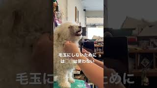 神犬様グルーミング/毛玉にしないために◯◯は使わない