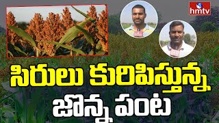 Adilabad : సిరులు కురిపిస్తున్న జొన్న పంట | Sorghum crop | hmtv