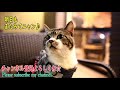 おもしろかわいい♥こんなポーズでも猫草食べれちゃう猫リキちゃん☆猫草大好き草食男子猫・goprohero7black【リキちゃんねる　猫動画】cat video　キジトラ猫との暮らし