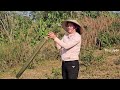 liu goes to the market to sell yams starts replanting thien s garden tieu uyen rural life.