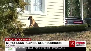 Stray dogs roaming Gadsden neighborhoods