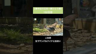 【車中泊で日本一周ひとり旅132日目】沖縄そばを食べ人生で初めてヤンバルクイナと出会った日