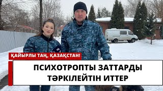 ПСИХОТРОПТЫ ЗАТТАРДЫ ТӘРКІЛЕЙТІН ИТТЕР