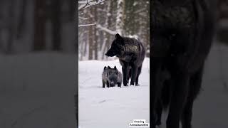 Rare Snow Black Wolf Family: Majestic Wolf Walking with Two Adorable Pups in Snowy Wilderness