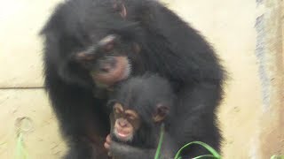 Fubuki and Ibuki Tama chimpanzee  フブキとイブキ　チンパンジー　【多摩動物公園】