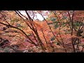 今熊野観音寺 舞台からの紅葉　2023年11月27日撮影