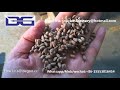 How to make choco puff rice---Coco cereal rice snack food making machine