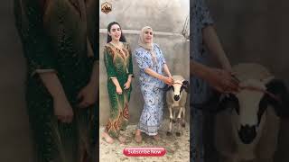 Eid-ul-Adha Special Beautiful Girls Tiktok | Bakra Dumba Eid 2021