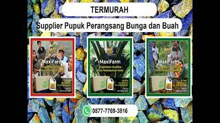 TERMURAH, WA 0877-7769-3816 Supplier Pupuk Perangsang Bunga dan Buah Jeneponto