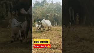 ଜଙ୍ଗଲ ରେ ଛେଳି #got ମାନେ କିପରି ଚରିବା।#farming #shortvideo