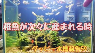 グッピー水槽報告59「稚魚が次々に産まれる時」こっちゃんの生き物係