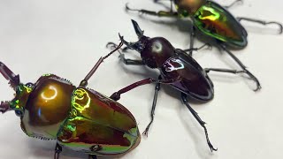 【ニジイロクワガタ】ピカピカで虹色なクワガタが羽化してきましたの巻〜【ピカール】