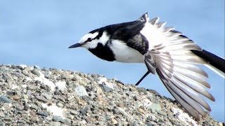 ハクセキレイ、White Wagtail、20150430