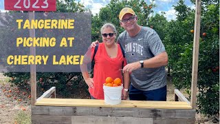 Tangerine Picking at Cherry Lake | 11/18/2023