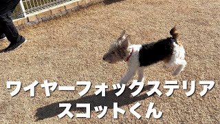 ワイヤーフォックステリア　スコットくん　【wire fox terrier】