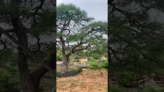 一本双杆黑松，有喜欢的双击评论加关注适合南北方种植 #bonsaitree #tree #bonsailovers