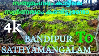 Bandipur Forest Safari / Sathyamangalam Forest #bandipur #sathyamangalam #mysoor #sijo #raymond