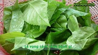 Lá vọng cách chữa bệnh gì || Sức Khỏe - Ẩm Thực